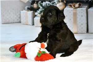 Rudy - Goldendoodle for sale