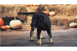 Oakley - puppy for sale