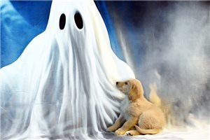 Opal - puppy for sale