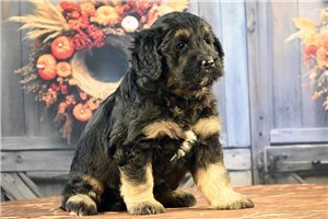 Monterey - puppy for sale