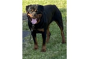 New  - Rottweiler for sale