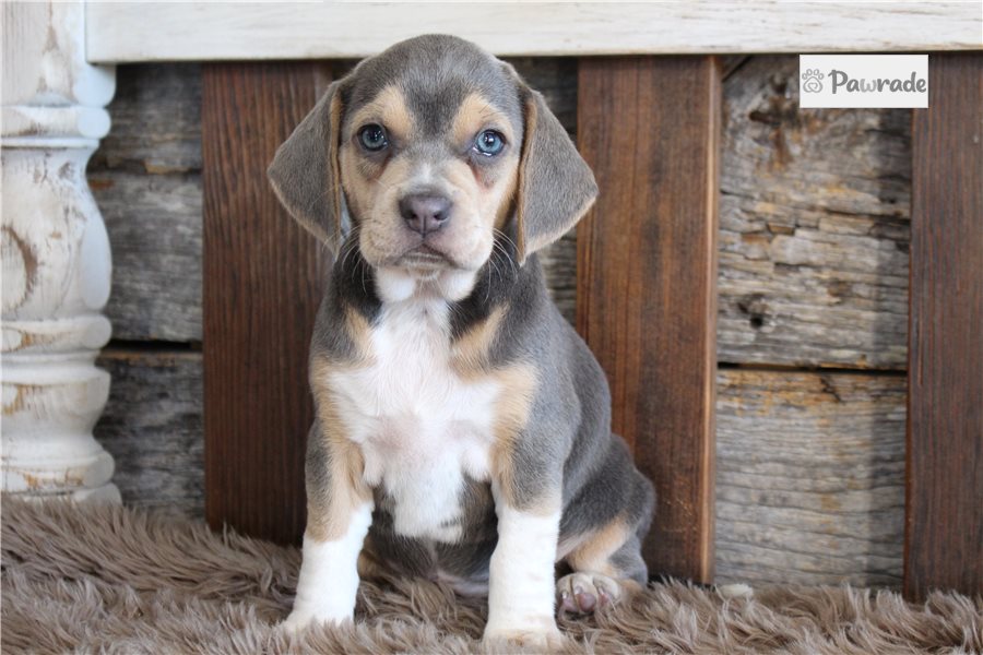 Nova, female Beagle puppy for sale