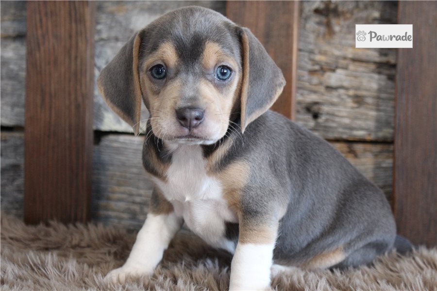 Natalie - Beagle for sale