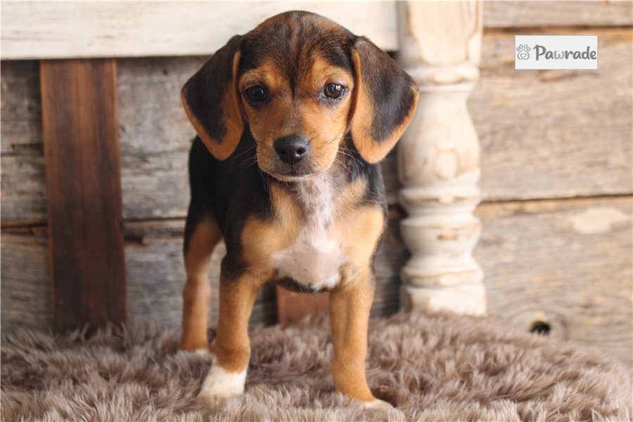 Liliana - Beagle for sale