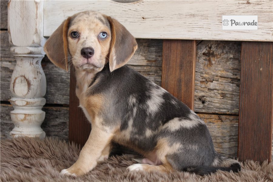 Merlin - Beagle for sale