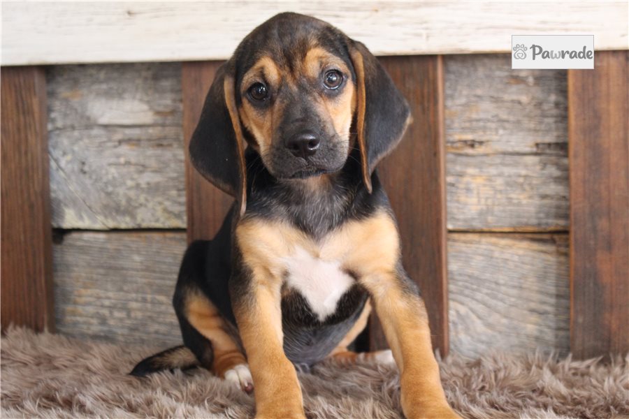 Liam, male Beagle puppy for sale