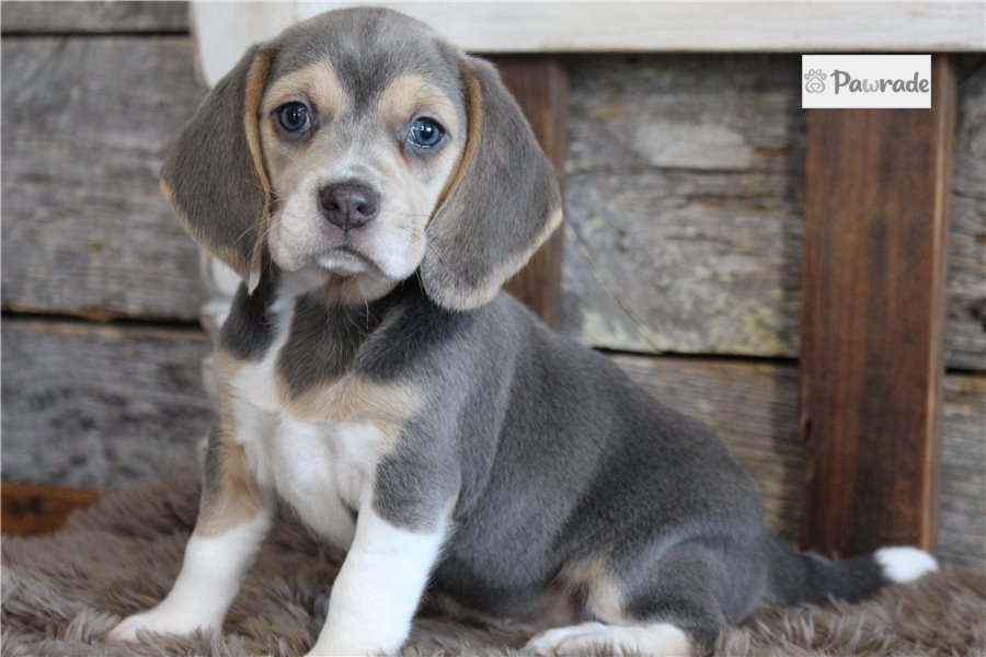 Beagle Health: Conditions, Vet Costs & Care | Pawrade
