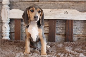 Finnegan - Beagle for sale