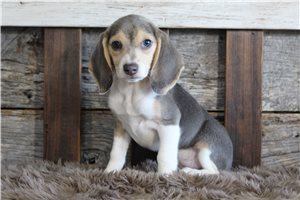 Kylie - Beagle for sale