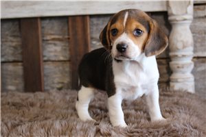 Kinsley - Beagle for sale