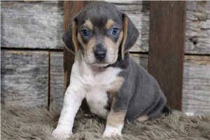 Lawson - puppy for sale