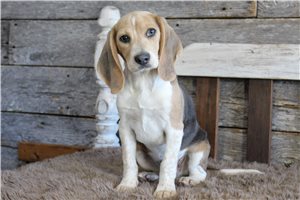 Clive - Beagle for sale