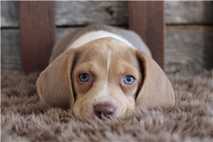 Aria - puppy for sale