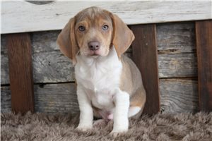 Arturo - Beagle for sale