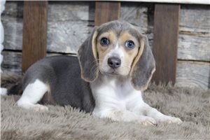 Elijah - Beagle for sale