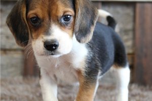 Gabe - Beagle for sale