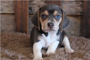 Naula - Beagle for sale