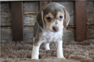 Kylie - Beagle for sale
