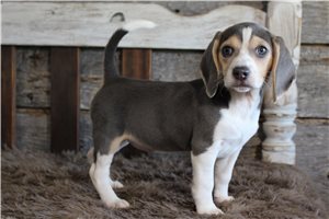 Kaylee - Beagle for sale