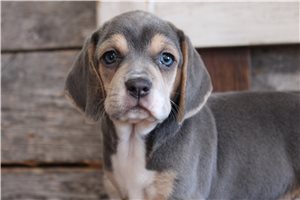 Madeline - puppy for sale