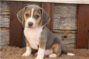 Nasir - puppy for sale