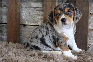 Tatiana - Beagle for sale
