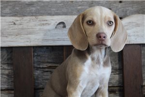 Roanna - puppy for sale