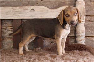 Layla - Beagle for sale