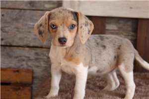 Felicity - Beagle for sale