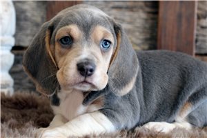 Macy - puppy for sale