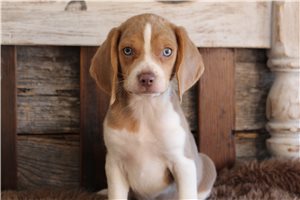 Donald - puppy for sale