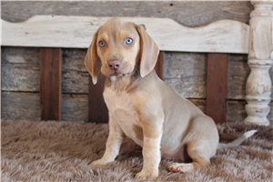 Loki - puppy for sale