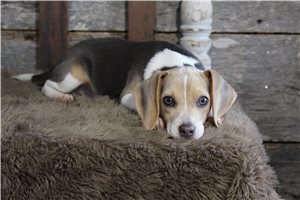 Chanel - Beagle for sale
