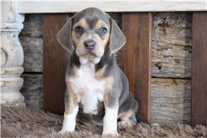 Nova - Beagle for sale