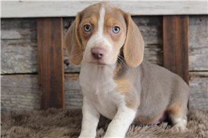 Ivan - Beagle for sale