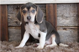 Naula - Beagle for sale