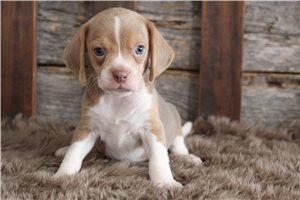 Rolly - puppy for sale