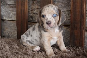 Merlin - puppy for sale