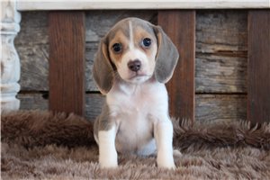 Alexander - Beagle for sale