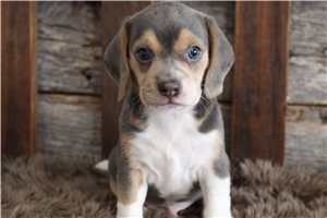Rudy - Beagle for sale