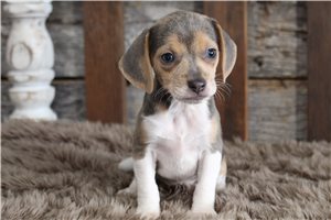 Yara - Beagle for sale