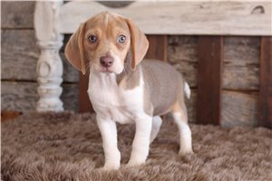 Olympia - puppy for sale