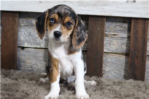 Tatiana - Beagle for sale