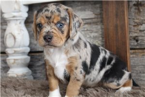 Mason - puppy for sale