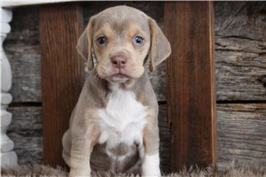 Reagan - puppy for sale