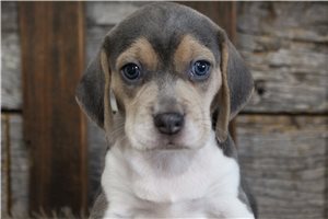 Lyric - puppy for sale