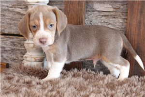 Ivan - puppy for sale