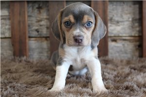 Taylor - puppy for sale