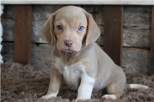 Tucker - puppy for sale