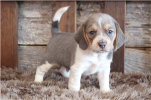 Anthony - puppy for sale
